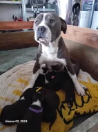 Stafordšírský teriér, staford, terier, amstaff