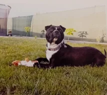 Stafordšírský teriér, staford, terier, amstaff