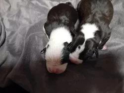 Stafordšírský teriér, staford, terier, amstaff