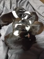Stafordšírský teriér, staford, terier, amstaff