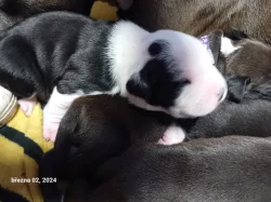 Stafordšírský teriér, staford, terier, amstaff