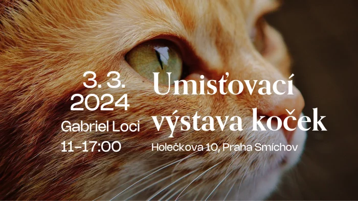 Umísťovací výstava koček v klášteře sv. Gabriela