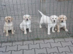 Labrador retriever