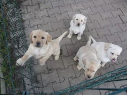 Labrador retriever