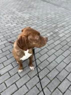 Apollo - American Bully XL