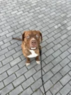 Apollo - American Bully XL