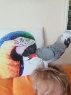 Ručně dokrmené samičky žako šedý