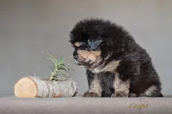 Tibetská doga