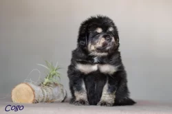 Tibetská doga