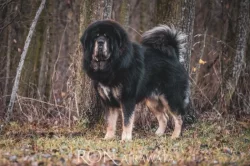 Tibetská doga