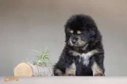 Tibetská doga