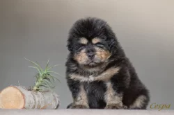 Tibetská doga