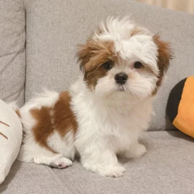 štěňata shih tzu