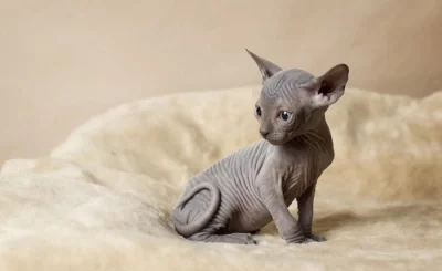 Krásná koťátka Sphynx