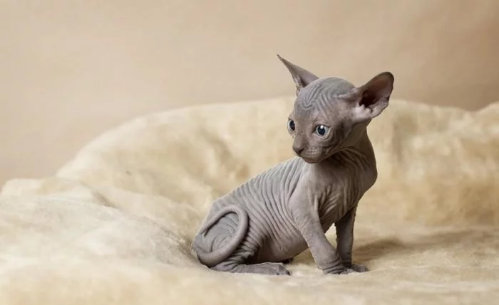 Krásná koťátka Sphynx