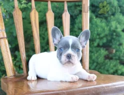 Francouzský buldoček s pp