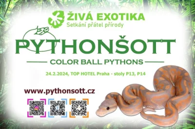 ŽIVÁ EXOTIKA 24.2.24 - Krajta královská (Python regius)