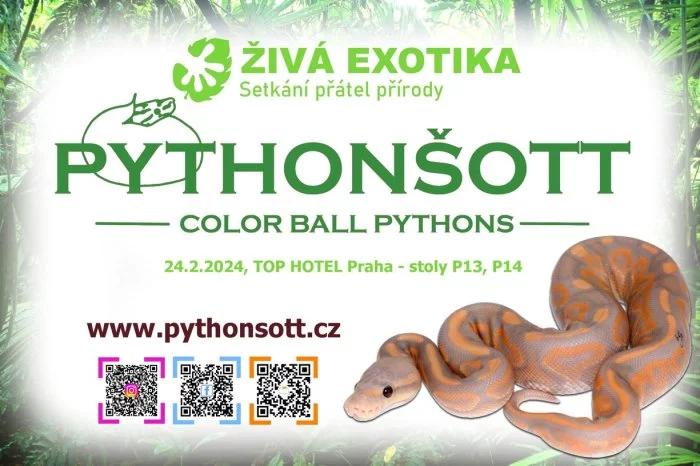ŽIVÁ EXOTIKA 24.2.24 - Krajta královská (Python regius)