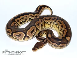 ŽIVÁ EXOTIKA 24.2.24 - Krajta královská (Python regius)