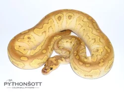 ŽIVÁ EXOTIKA 24.2.24 - Krajta královská (Python regius)