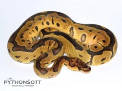 ŽIVÁ EXOTIKA 24.2.24 - Krajta královská (Python regius)