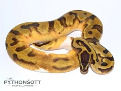 ŽIVÁ EXOTIKA 24.2.24 - Krajta královská (Python regius)