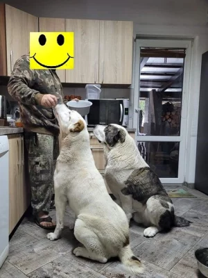 Rezervace štěňátek středoasijského pastevce