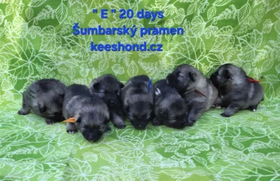 Německý vlčí špic Keeshond štěňata s PP FCI