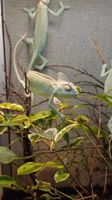 Chameleon jemenský (Chamaeleo calyptratus)