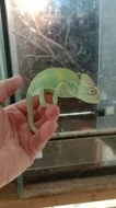 Chameleon jemenský (Chamaeleo calyptratus)