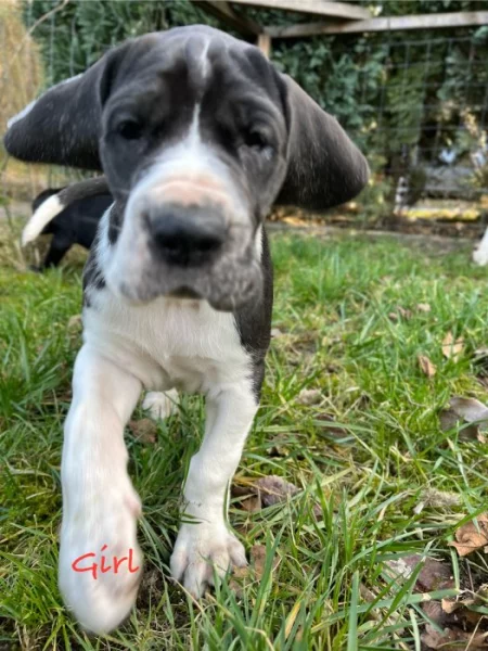 Německa doga s PP
