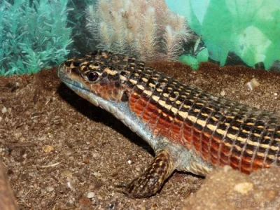 Ještěrkovec velký (Gerhosaurus major)