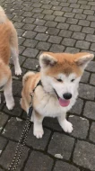 Akita Inu