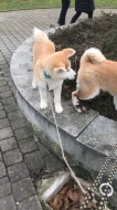 Akita Inu