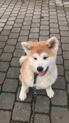 Akita Inu