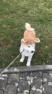 Akita Inu