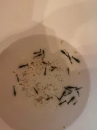 Krevetky neocaridina davidi var, black a black rili