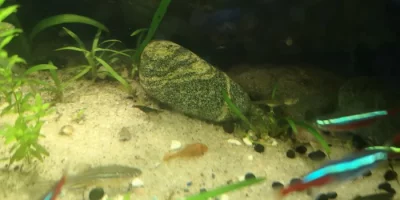 Krevetky neocaridina davidi var, black a black rili
