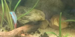 Krevetky neocaridina davidi var, black a black rili