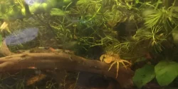 Krevetky neocaridina davidi var, black a black rili