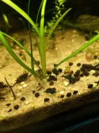 Krevetky neocaridina davidi var, black a black rili