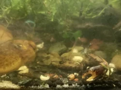 Krevetky neocaridina davidi var, black a black rili