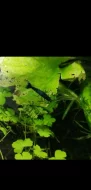 Krevetky neocaridina davidi var, black a black rili