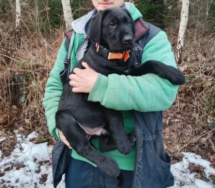 štěňátka - kříženci Labradora, Loveckého