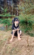 štěňátka - kříženci Labradora, Loveckého