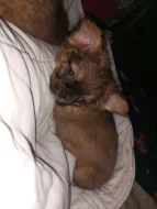 Kříženec malého vzrůstu