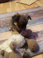 Kříženec malého vzrůstu