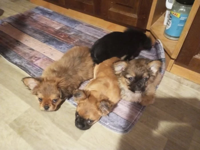 Kříženec malého vzrůstu