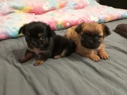 Kříženec malého vzrůstu