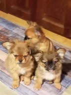 Kříženec malého vzrůstu